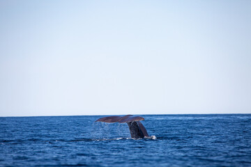 Fototapeta premium Sperm whale tail appearing during the dive in the arctic waters