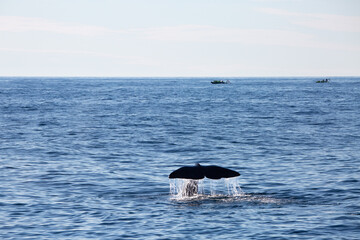 Fototapeta premium Sperm whale tail appearing during the dive in the arctic waters