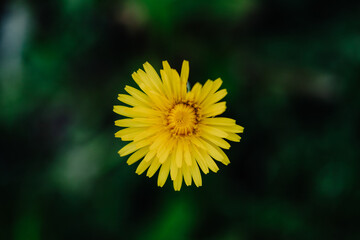 spring. Colorful plants, warm days, bees, butterfly, blueberries, lupine