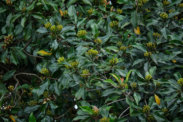 Indonesian Essence, Close-Up on the Versatile Clove Fruit