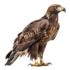 Fototapeta premium side view of eagle transparent isolated on white png