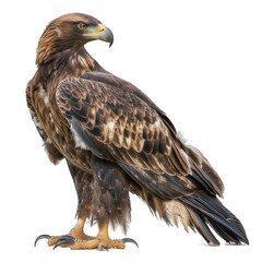 Fototapeta premium side view of eagle transparent isolated on white png