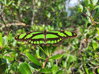Tropical butterfly Siproeta stelenes (malachite) is a Neotropical brush-footed butterfly (family...