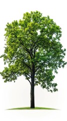 Serene Green Tree Illustration