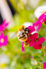 spring. Colorful plants, warm days, bees, butterfly, blueberries, lupine