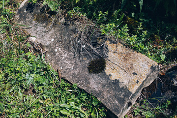 Carpathian mountain forest at early morning sunrise. Beautiful nature landcape.