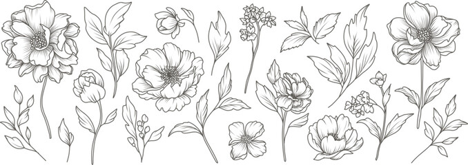 Collection of sketches of blooming floral plants. Hand drawn vintage peony flowers and leaves in line art style. Vector botanical engraving on white background