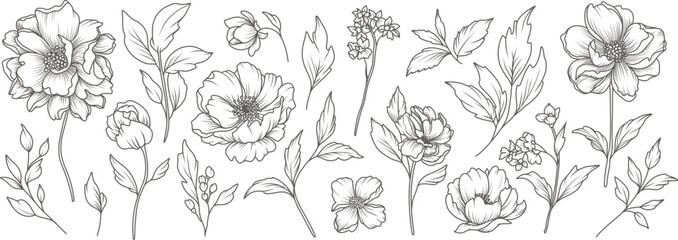 Collection of sketches of blooming floral plants. Hand drawn vintage peony flowers and leaves in line art style. Vector botanical engraving on white background © Feodora_21