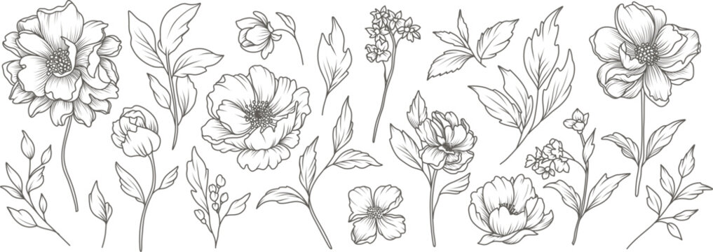 Collection of sketches of blooming floral plants. Hand drawn vintage peony flowers and leaves in line art style. Vector botanical engraving on white background