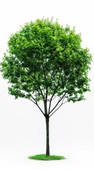Serene Green Tree Illustration