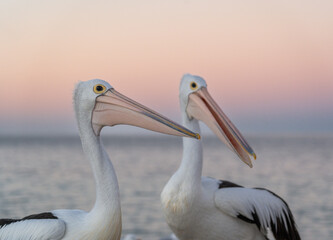Pelicans