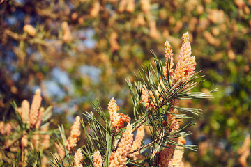 sosna ,gałąź © Marcin Łazarczyk