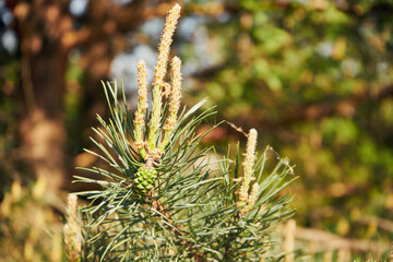 sosna ,gałąź © Marcin Łazarczyk
