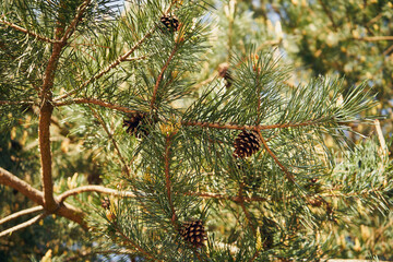 szyszki,sosna  © Marcin Łazarczyk