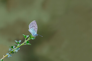 Black-eye blue butterfly (Glaucopsyche alexis) on plant - Powered by Adobe
