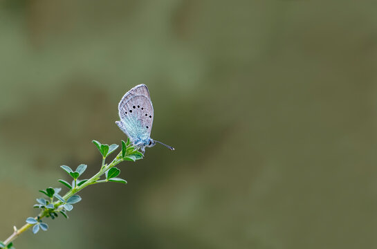 Black-eye blue butterfly (Glaucopsyche alexis) on plant