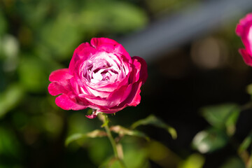 薔薇
