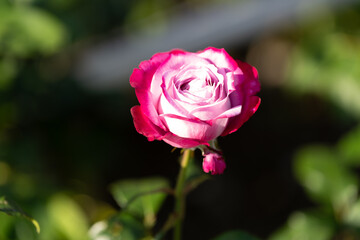 薔薇