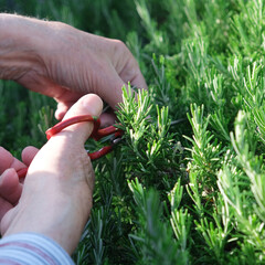 Old male hands cut a sprig of rosemary. Close up
