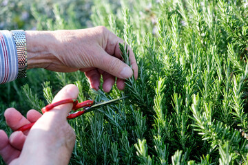 Old male hands cut a sprig of rosemary. Close up
