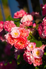 薔薇