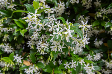 Fragrant Arabian jasmine .Trachelospermum jasminoides