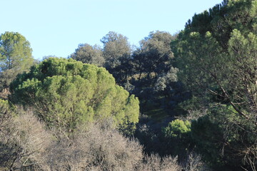 Obraz premium Parque Natural de Sierra Morena - Año 2015 - 10