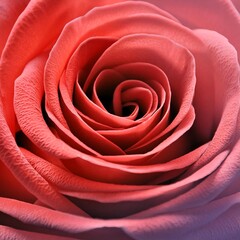 A stunning close-up photograph of a beautifully bloomed rose, with rich red petals unfurling in full splendor