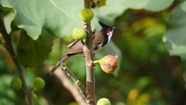 Red Whiskered Bulbul bird eating fig on tree