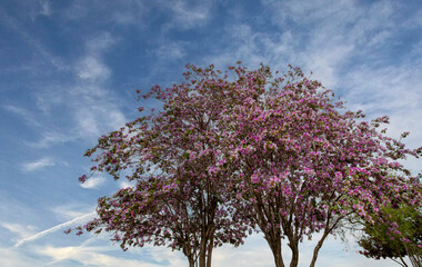 Orchid Tree (Bauhinia variegata) with its beautiful colors in Izmir bostanlı