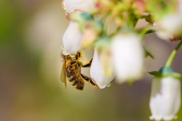 spring. Colorful plants, warm days, bees, butterfly, blueberries, lupine