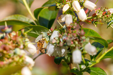 spring. Colorful plants, warm days, bees, butterfly, blueberries, lupine