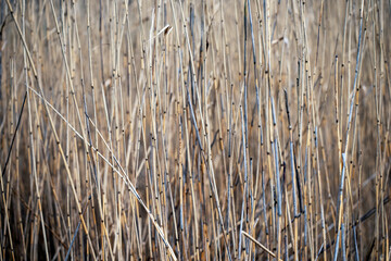 reeds in the wind, nacka,stockholm,sverige,sweden,Mats