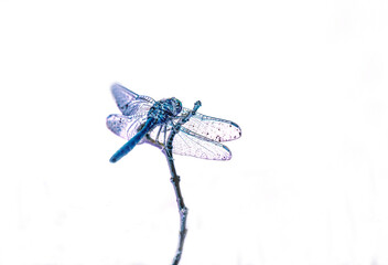 blue dragonfly, nacka,stockholm,sverige,sweden,Mats