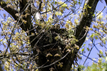 The Red-shouldered Hawk (buteo lineatus) female on the nest