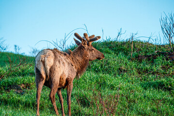 Elk in the Grass