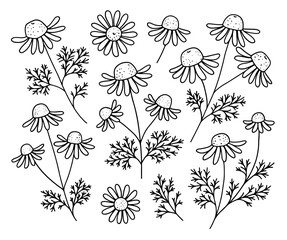 Set of hand-drawn chamomile flowers and leaves