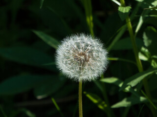 dandelion