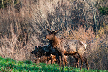 Elk in the Grass