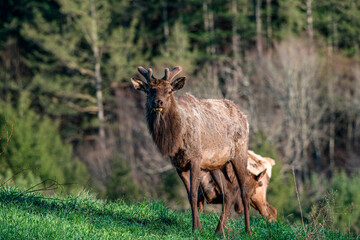 Elk in the Grass