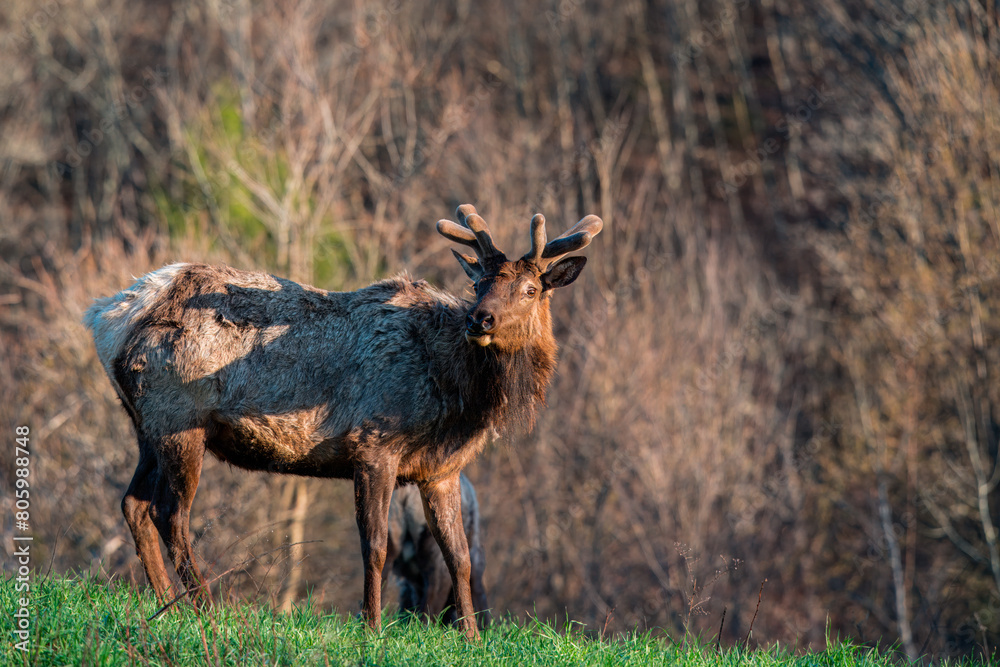 Wall mural Elk in the Grass