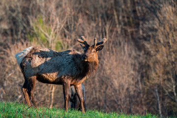 Elk in the Grass
