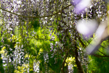 sun rays through the flowers, artistic mood