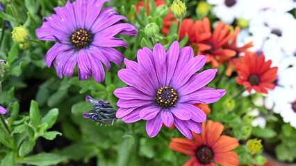Osteospermum ecklonis. Super-cluster of rows of African daisies of all hues and colors . Orange amazing summer blooms make for spectacular viewing, amongst the worlds greatest daisies collections.