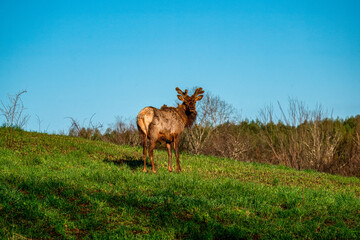 Elk in the Grass