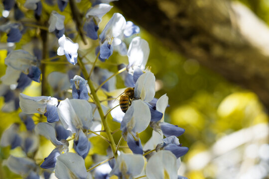 A bumblebee in glicynia flowers