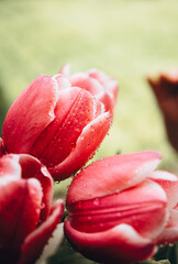 Naklejka premium red tulips with drops