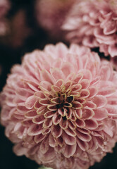 pink dahlia flower