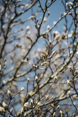 spring branches