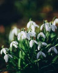 snowdrops in the forest